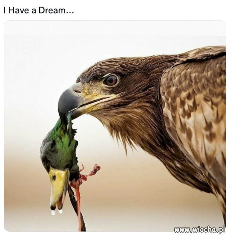 I have a dream...