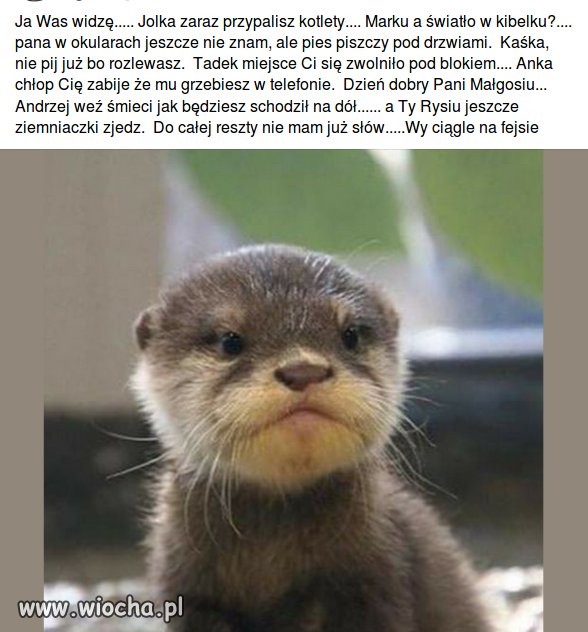 Pegasus na wesoło 