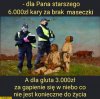 Takie tam kiedy limit mandatów trzeba wyrobić
