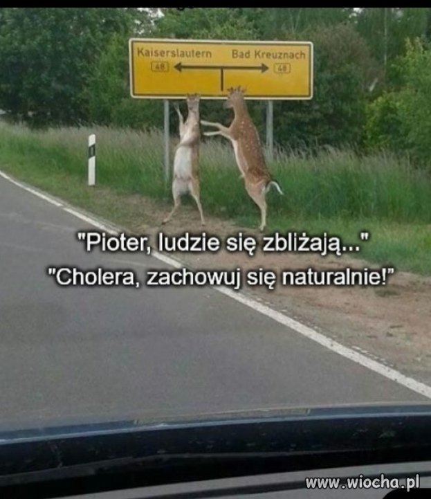 Heheszki