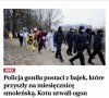 Rzeczpospolita w formie