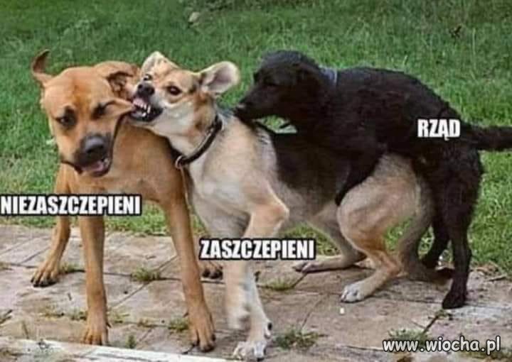 Polityka