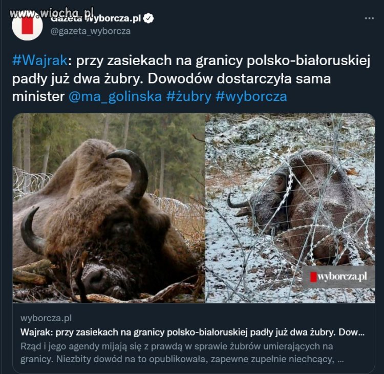 Przy zasiekach na granicy polsko-białoruskiej padły już dwa żubry