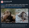 Przy zasiekach na granicy polsko-białoruskiej padły już dwa żubry