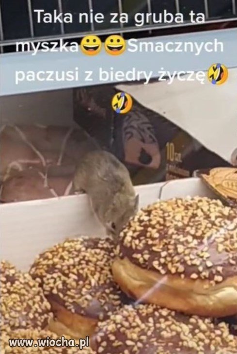 Myszki lubią słodkie pączki.