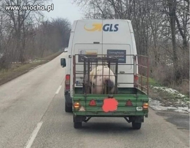 Przesyłki kurierskie są coraz dziwniejsze