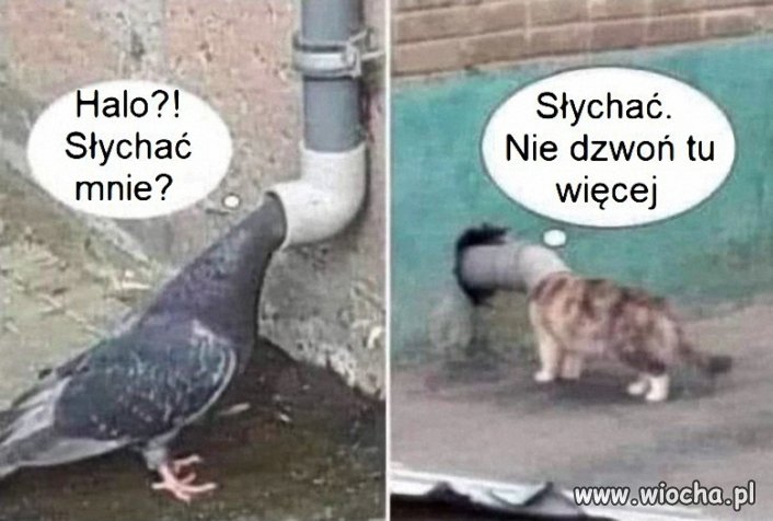 TweetCat - darmowe rozmowy w sieci.