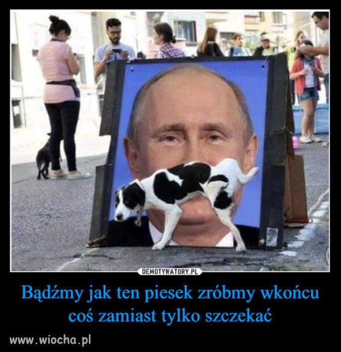 Madry piesek...