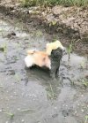 Kąpiel błotna jest dobra na wszystko