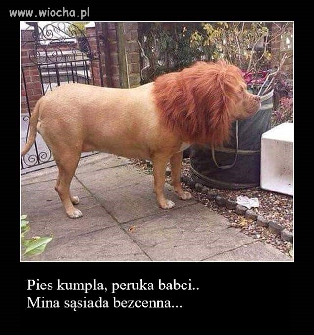 Pies i sąsiad..