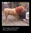 Pies i sąsiad..