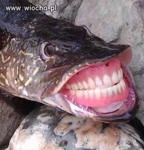 Pierwszy Szczupak