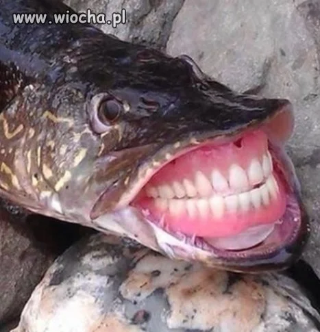 Pierwszy Szczupak