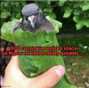 Bo pełny brzuch 