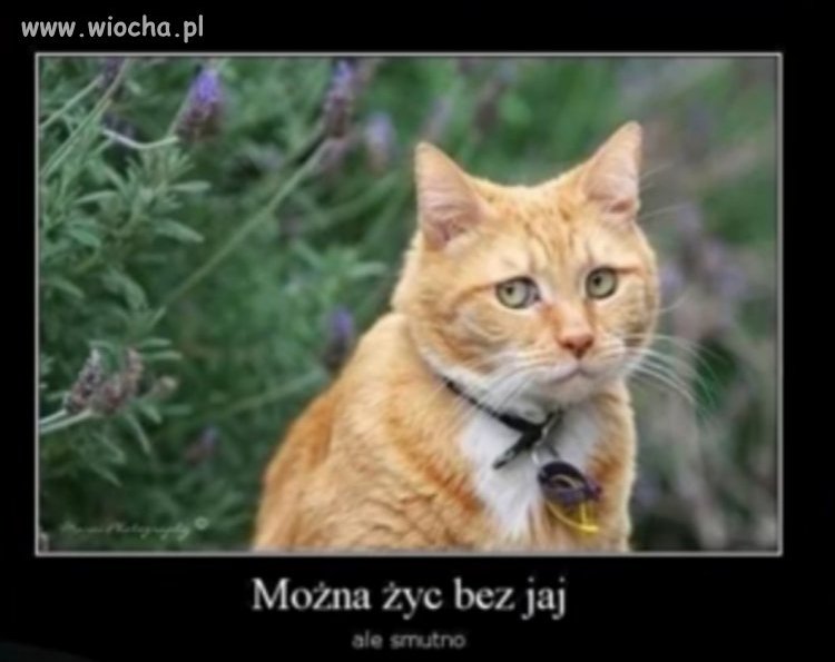 Kot prezesa