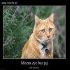Kot prezesa