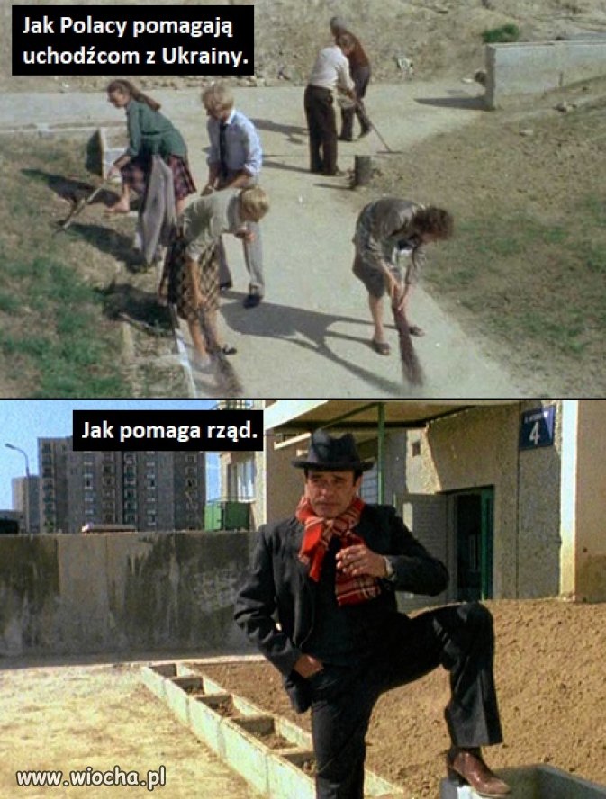 Bareja wiecznie żywy