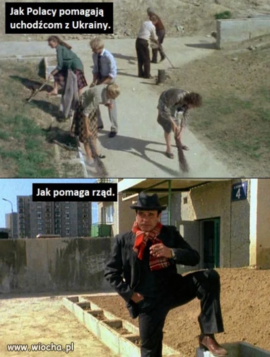 Bareja wiecznie żywy