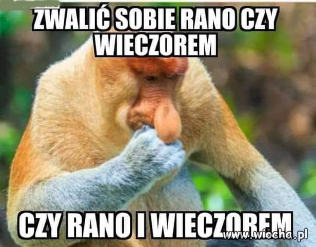 Typowe dylematy piso trolla