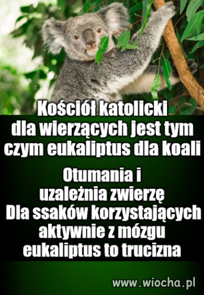 Strawa, bez której dosłownie nie mogą żyć