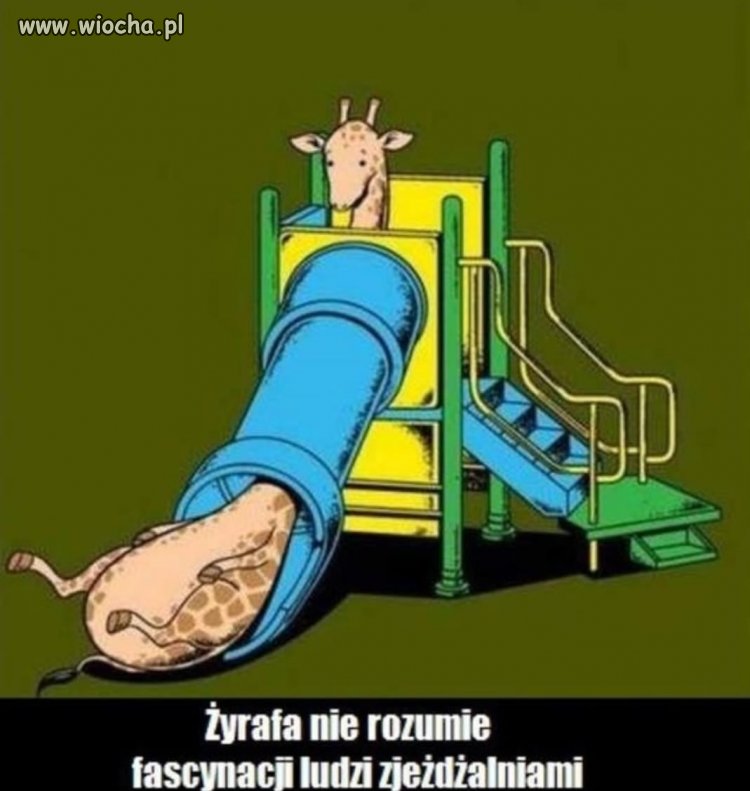 Żyrafa... nie rozumie 