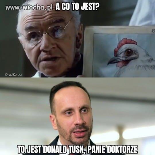To jest osioł