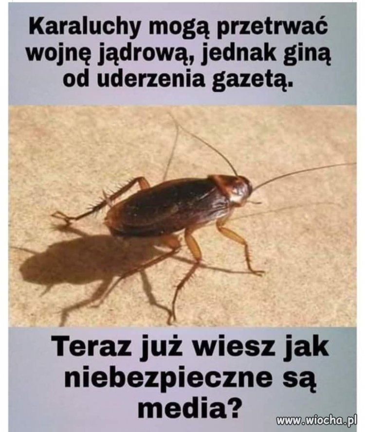 Prawdziwe 