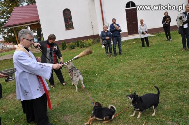 Święcenie psów 