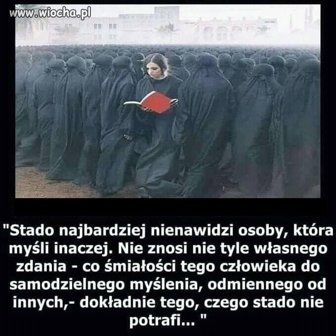 Stado najbardziej