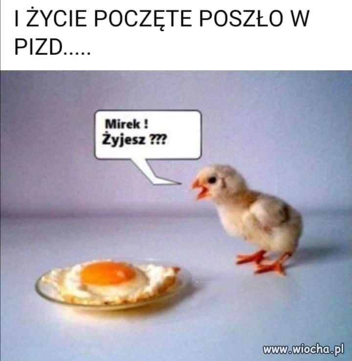 Szach mat. 