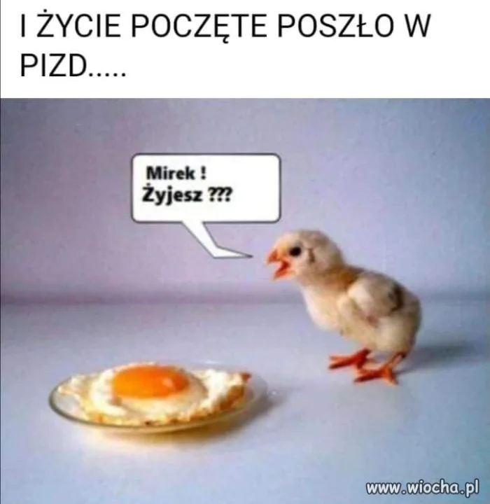 Szach mat. 