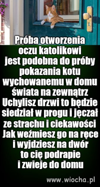 Kociarze wiedzą o co chodzi