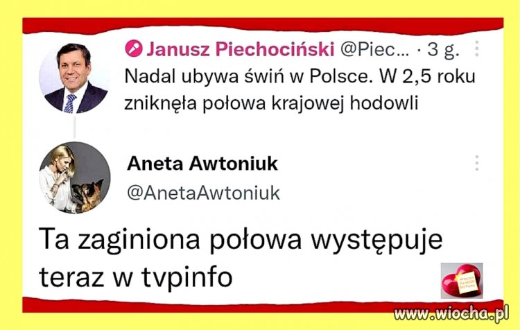 Gdzie podziały się świnie z polskich hodowli?