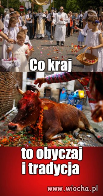 Święte krowy