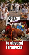 Święte krowy