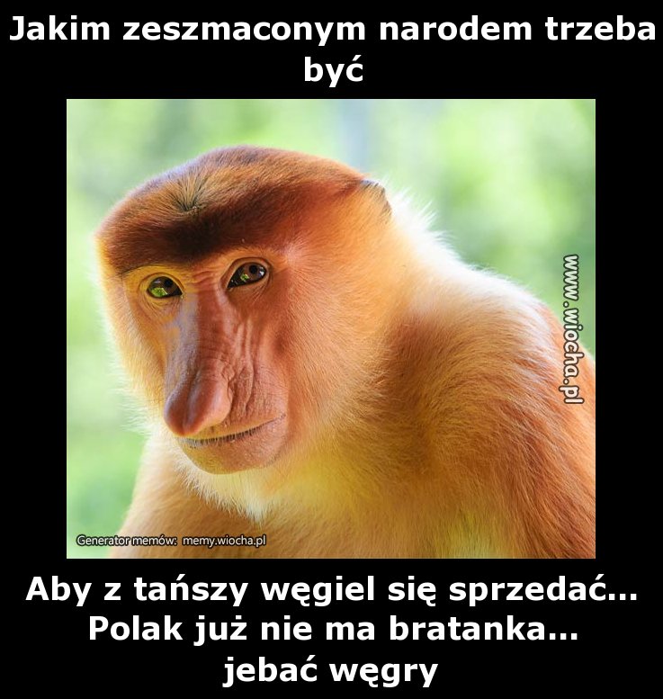Jakim zeszmaconym narodem trzeba być