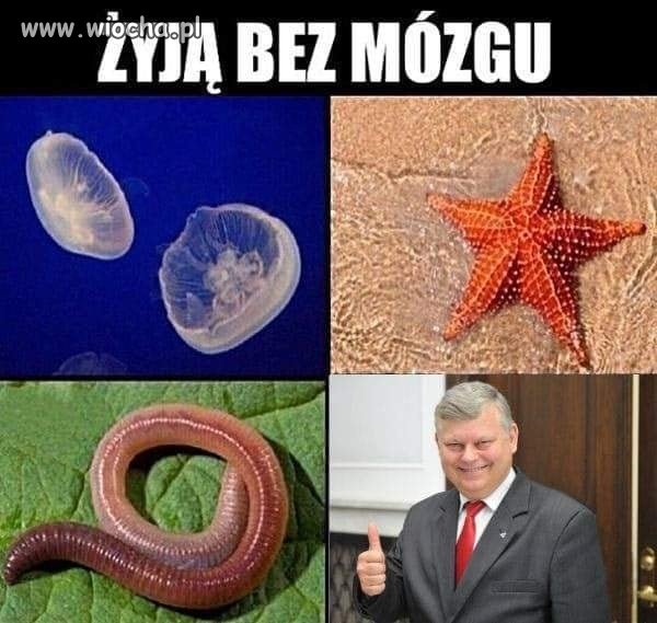 Popieram
