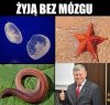 Popieram