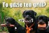 Takich gości