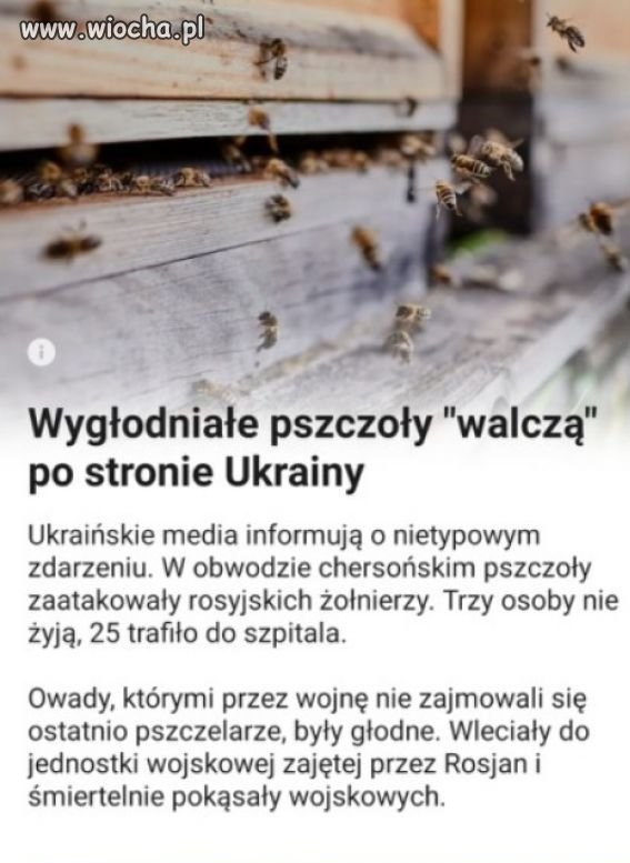 Nawet pszczoły
