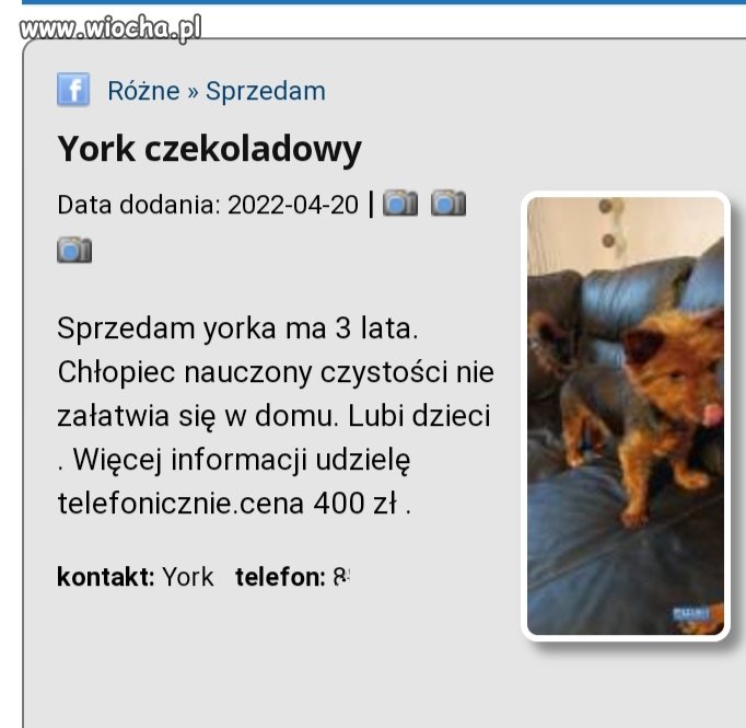Psiak się znudził