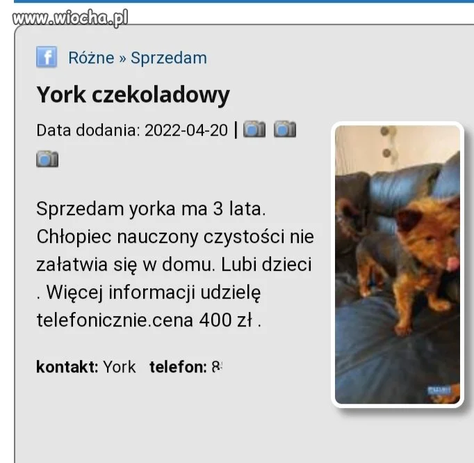 Psiak się znudził