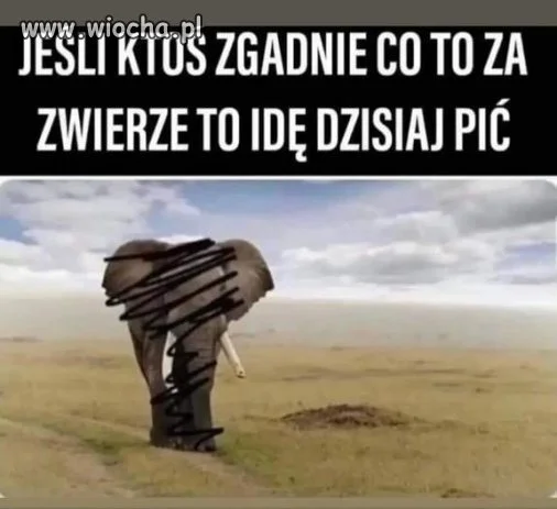 Kto zgadnie
