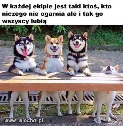 Kochane psiaki