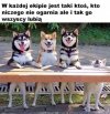 Kochane psiaki