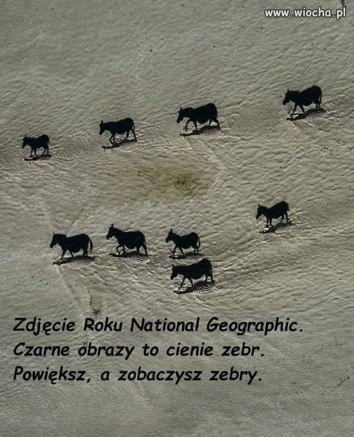 Czarne Zebry