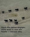 Czarne Zebry