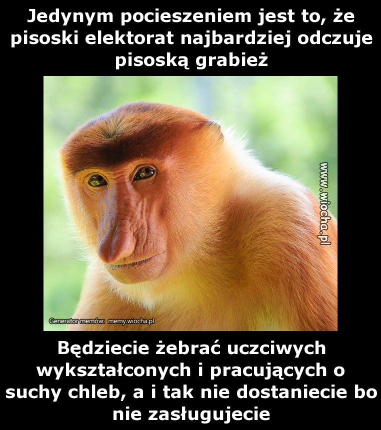 Jedynym pocieszeniem jest to, że pisoski elektorat