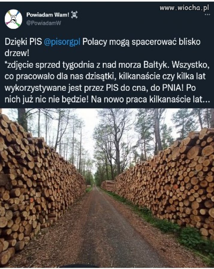 Dzięki PIS, Polacy często mogą spacerować między drzewami!