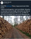 Dzięki PIS, Polacy często mogą spacerować między drzewami!